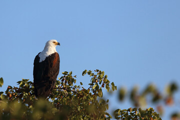 Afrikanischer Schreiseeadler / African fish-eagle / Haliaeetus vocifer.