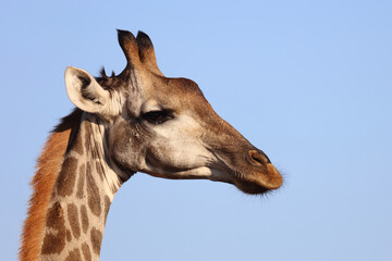 Giraffe / Giraffe / Giraffa Camelopardalis