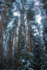 Snow covered trees in the winter forest with road.