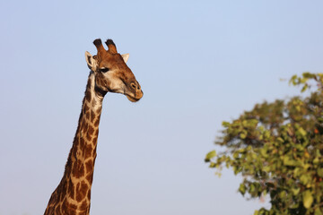 Giraffe / Giraffe / Giraffa Camelopardalis