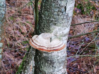 Obraz premium A strange large mushroom growing on a tree trunk in the forest
