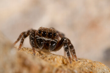 A jumping spider (Cyrba algerina) male, Italy.