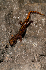 North-west Italian cave salamander (Hydromantes strinatii) in a cave in the Ligurian Appennines, Italy.