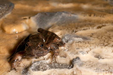 Italian stream frog (Rana italica) in a cave in the Ligurian Appennines, Italy.