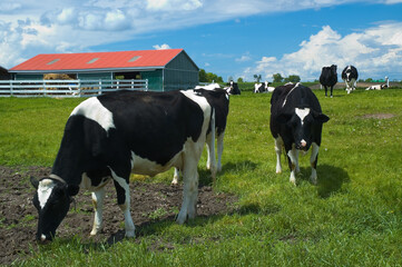 Curious Holstein cows in a field with barn
