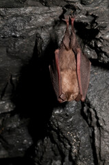 Lesser horseshoe bat (Rhinolophus hipposideros), Italy.