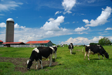 Holstein cows in a field with barn and silo