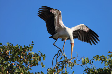 Nimmersatt / Yellow-billed stork / Mycteria ibis