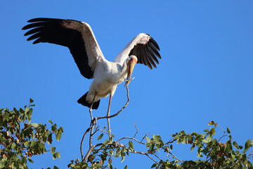 Nimmersatt / Yellow-billed stork / Mycteria ibis
