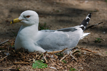 Ring billed gull sitting on nest of eggs in spring