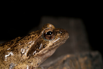 Italian stream frog (Rana italica) in a cave in the Ligurian Appennines, Italy.