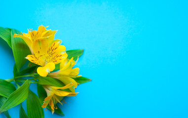 Fototapeta na wymiar Beautiful Alstroemeria flowers. Yellow flowers and green leaves on blue background. Peruvian Lily. Top view with space for text.