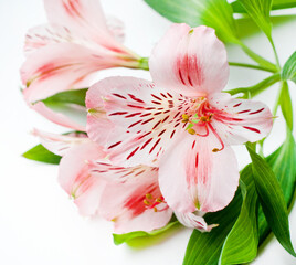 Naklejka na ściany i meble Beautiful Alstroemeria flowers. Pink flowers and green leaves on white background. Peruvian Lily close-up