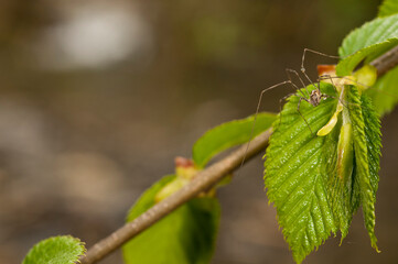 Harvestman (Opiliones)