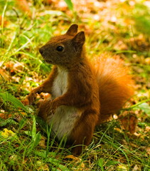 Naklejka na ściany i meble Squirrel in the park. Red squirrel. Eurasian red squirrel (Sciurus vulgaris) 