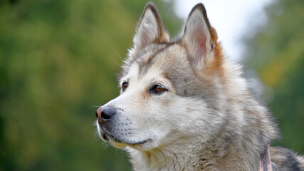 Alaskan malamute