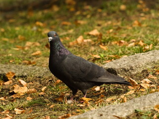Pigeon in the park. Feral pigeon. Columba livia domestica
