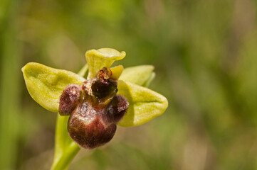 Bumblebee orchid (Ophrys bombyliflora), Tuscany, Italy.