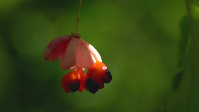 Ripe fruits of Spindle Tree (Euonymus europaeus) - (4K)
