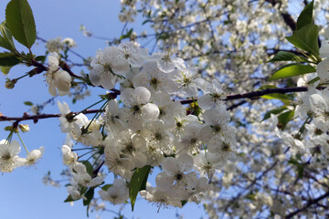 Close up of cherry white flowers and blue sky spring background.
