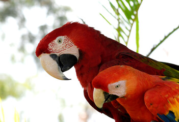 Red Ara parrot with baby Parrot outdoor