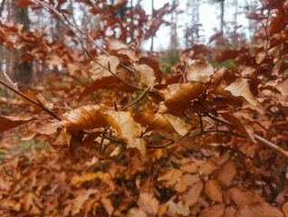oak leaves during the autumn season in the Czech Republic