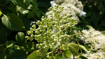 flowers in the garden