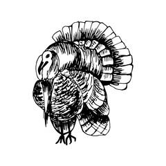 Hand drawn of turkey. For greeting cards and seasonal Thanksgiving design menu. Doodle vector illustration isolated on white background.