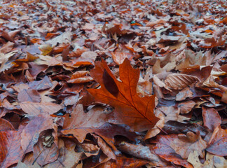 oak leaves during the autumn season in the Czech Republic