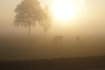 Kuh im Nebel auf der Wiese