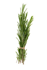 A branch of rosemary tied with twine isolated on white