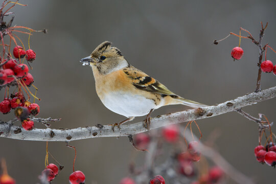 Yurok Finch On Hawthorn