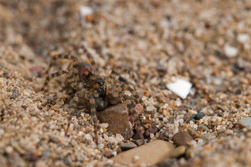 Wolf spider (Arctosa perita) on a sand beach, Tuscany, Italy.