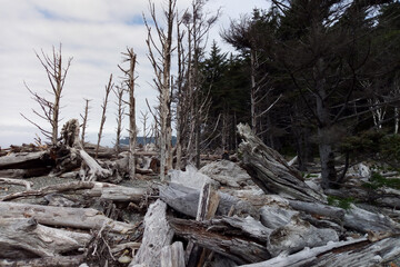 Landscape of Second Beach at Olympic National Park near Seattle, Washington State.