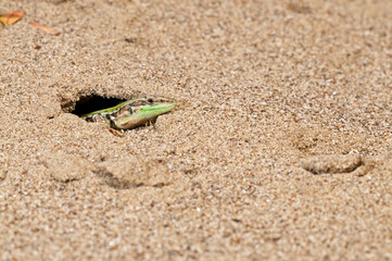 Italian wall lizard (Podarcis siculus) inside its shelter in a coastal beach, Tuscany, Italy.