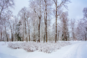 Park of Maryino homestead near Tosno in winter, Leningrad region, Russia