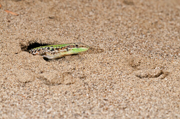 Italian wall lizard (Podarcis siculus) inside its shelter in a coastal beach, Tuscany, Italy.