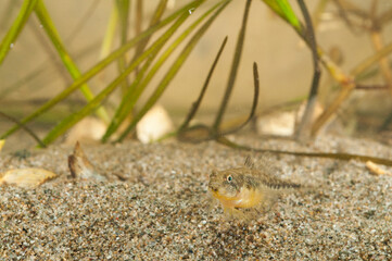 Adriatic dwarf goby (Knipowitschia panizzae), Tuscany, Italy.
