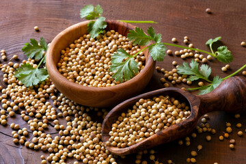 Fototapeta premium Coriander