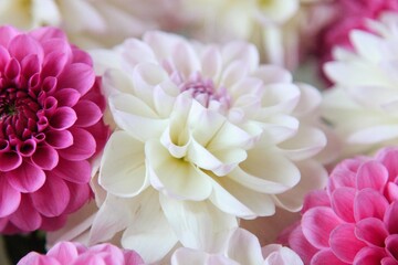 White and rosy dahlia flowers 10