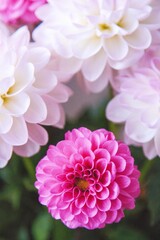 White and rosy dahlia flowers 18