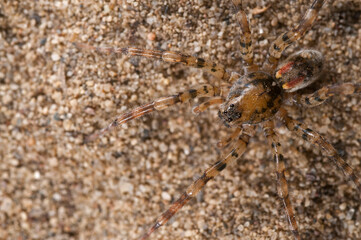 Wolf spider (Arctosa perita) on a sand beach, Tuscany, Italy.