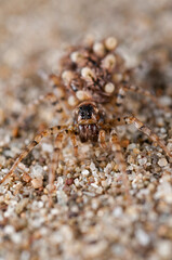 Wolf spider (Arctosa perita) female with juveniles on its back, Tuscany, Italy.