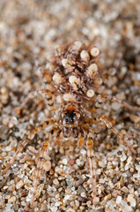 Wolf spider (Arctosa perita) female with juveniles on its back, Tuscany, Italy.