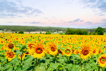 Obraz premium Field of sunflowers
