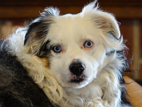 Aussie Face
