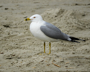 Obraz premium seagull on the beach