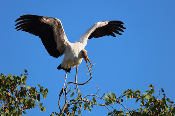 Nimmersatt / Yellow-billed stork / Mycteria ibis