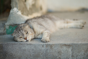 Scottish Fold cat sleeps outdoors. Close-up portrait