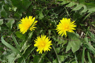 Close up of blooming yellow dandelion flowers in garden on spring time. Used as a medical herb and food ingredient.